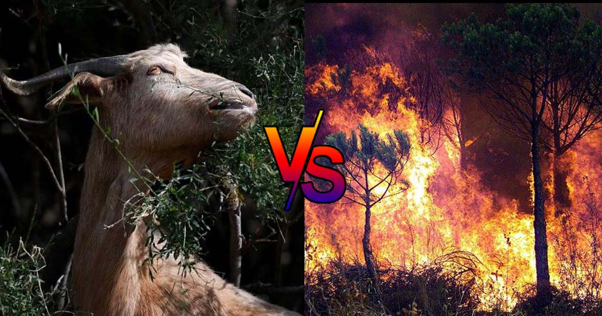 In Portogallo si assoldano capre per scongiurare gli incendi estivi