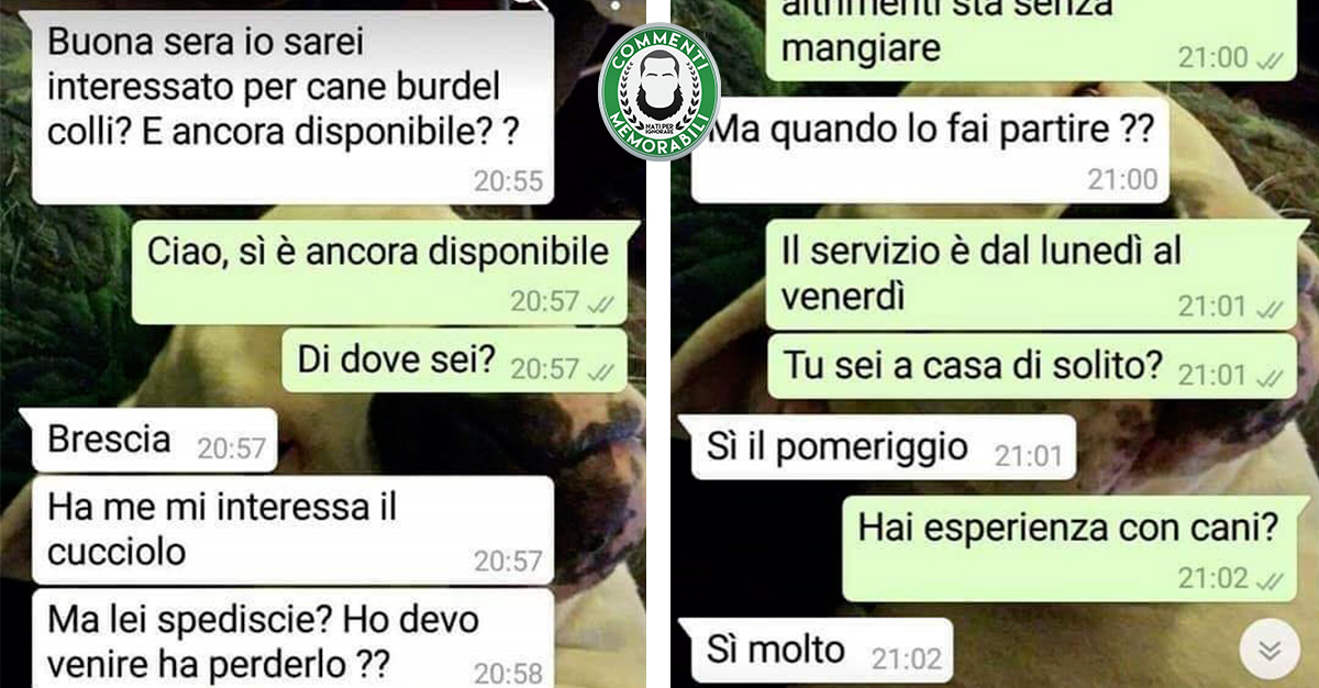 Burdel Colli: la storica, assurda (e memorabile) chat della ragazza che regala cuccioli di Border Collie