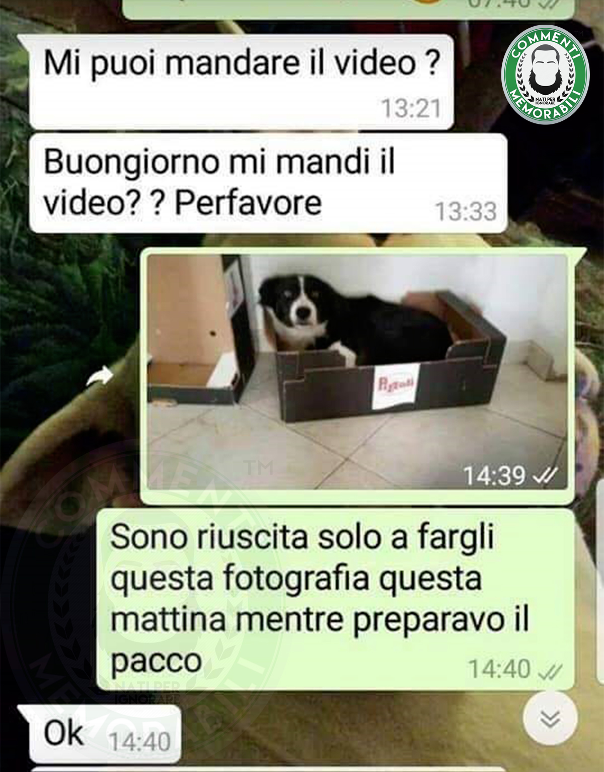 cane cucciolo border collie originale