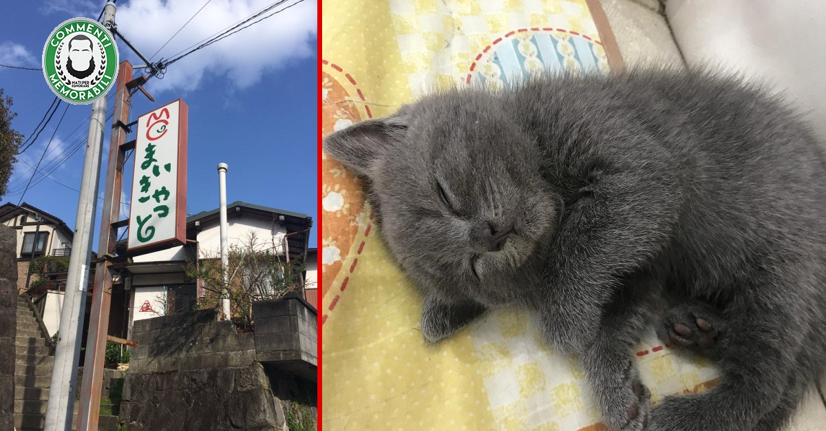Giappone: ecco il piccolo hotel con gatto “prenotabile” in stanza (+VIDEO)