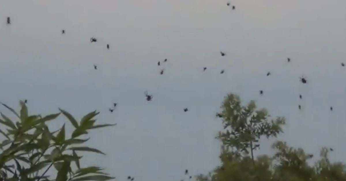 Pioggia di ragni in Brasile: cielo ricoperto da puntini neri [+VIDEO]