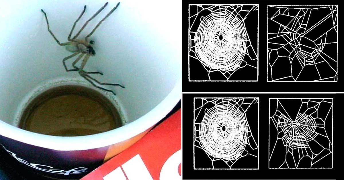 L’effetto del caffè studiato… sulla tela di un ragno