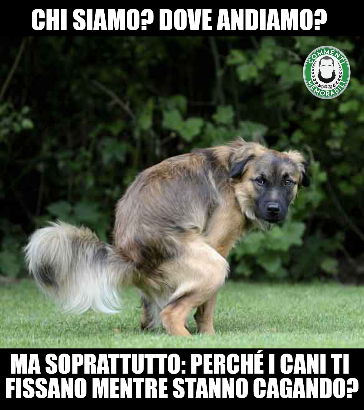 Il vero motivo per cui il cane ti guarda quando fa i suoi bisogni