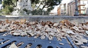 Foglie avvenenti
