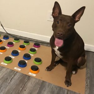 Stella, il cane che parla tramite una tavola armonica personalizzata