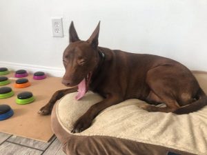 Stella, il cane che parla tramite una tavola armonica personalizzata