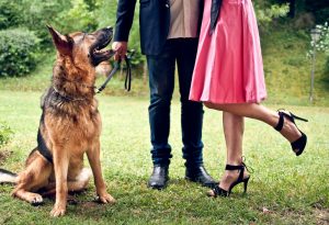 Usa i risparmi del matrimonio per curare il cane: la fidanzata si infuria
