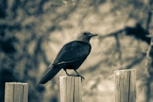 I corvi covano rancore verso chi li tratta male