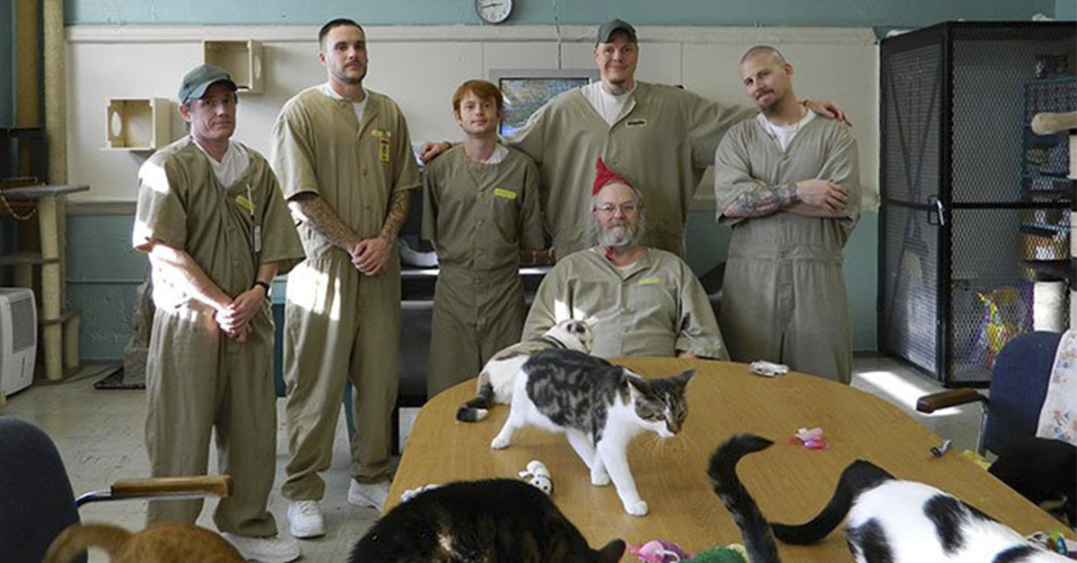In un penitenziario dell’Indiana i carcerati possono adottare gattini randagi