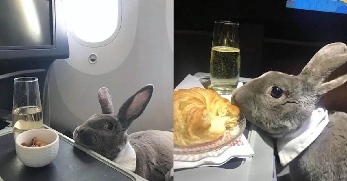 Coco, la coniglietta che ha viaggiato in business class in aereo con tutti gli onori