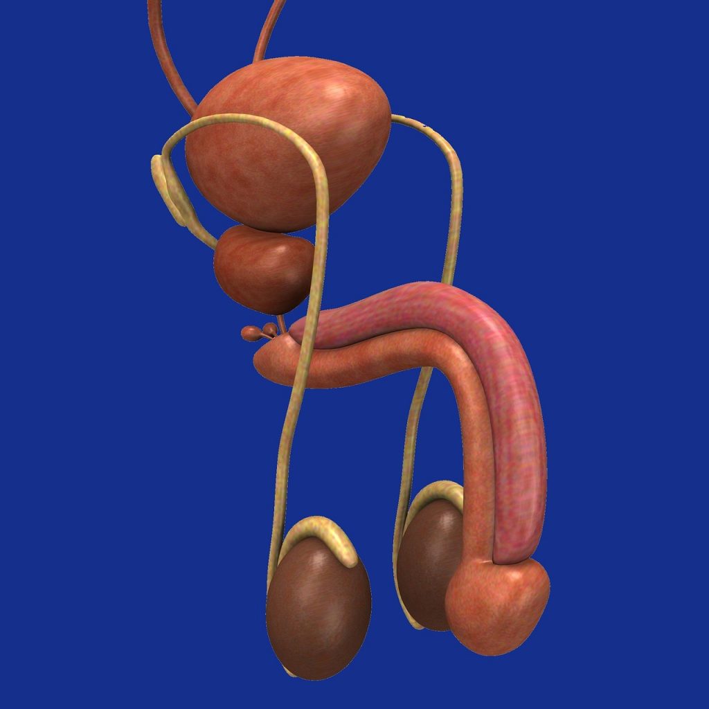 Senza Testicoli Si Può Avere L Erezione Nato senza testicoli, ne riceve uno dal fratello gemello. Ora può avere