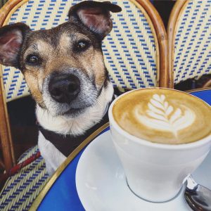 Dudes and Dogs affrontare la depressione passeggiando con un cane