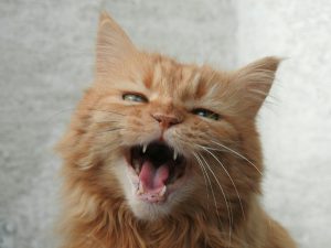 Gatti e comportamento: la comprensione del "linguaggio" felino
