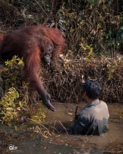 La foto virale di un orango che tende la mano a un uomo