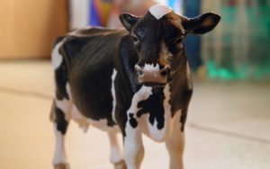 Le mini mucche esistono, e sono degli adorabili animali domestici