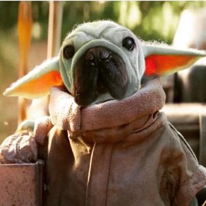 Mork 'Skywalker', il cucciolo salvato da un mattatoio cinese ora webstar su Instagram