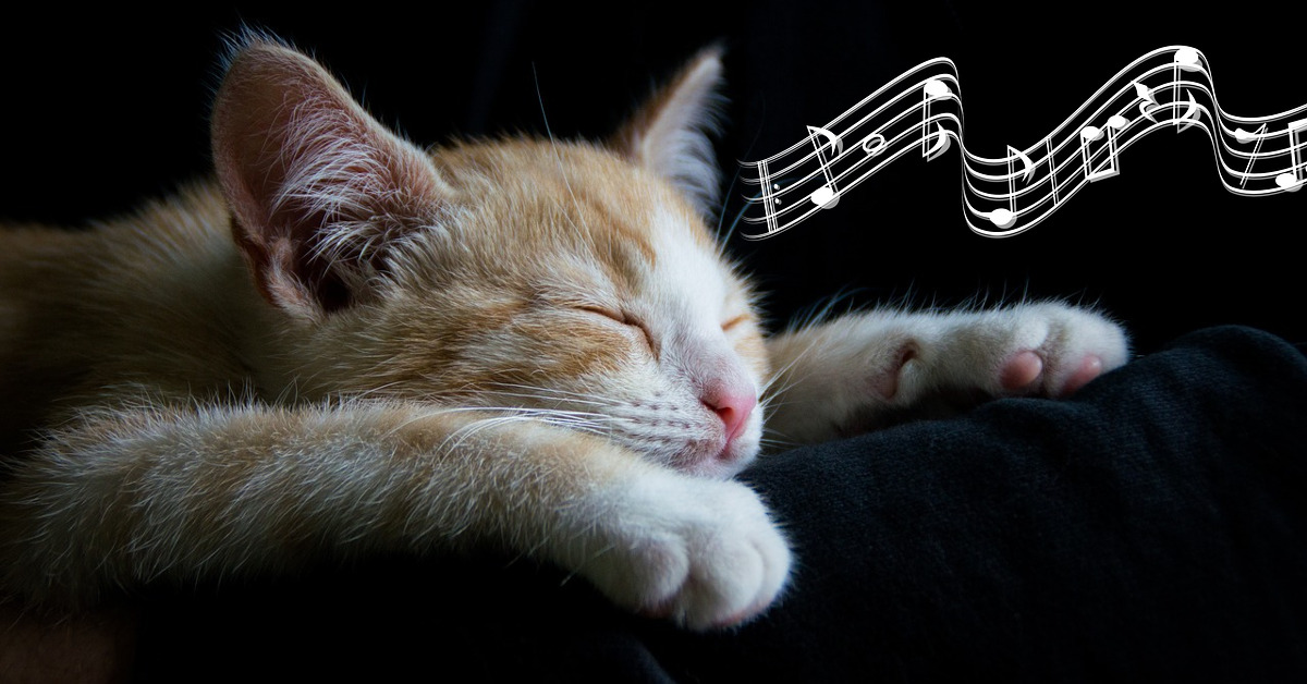 Scoperta musica rilassante per gatti: utile per le visite dal veterinario