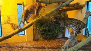 Profumi per far giocare tigri, leoni e leopardi: la richiesta di uno zoo