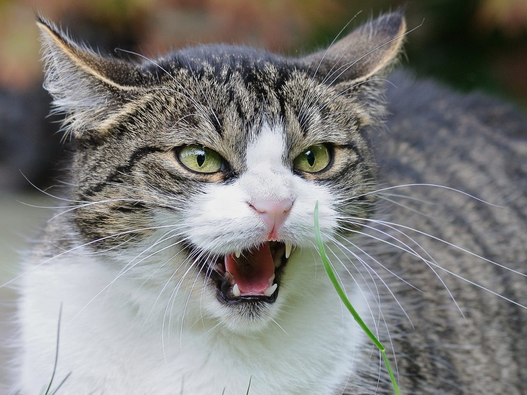 Gatto impazzito tiene il padrone in ostaggio due giorni