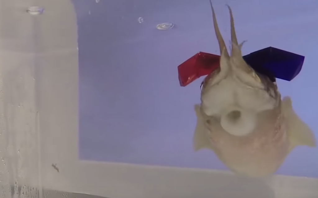 Le seppie con gli occhiali 3D ci vedono meglio di noi