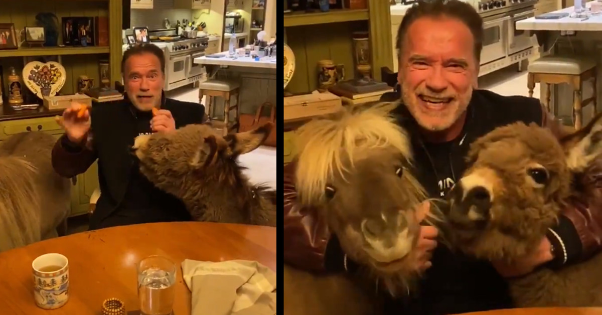 Arnold Schwarzenegger e i suoi pony sollecitano i fan a rimanere a casa