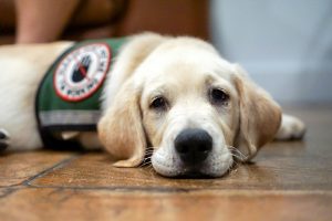 Cani addestrati per fiutare i casi di Coronavirus