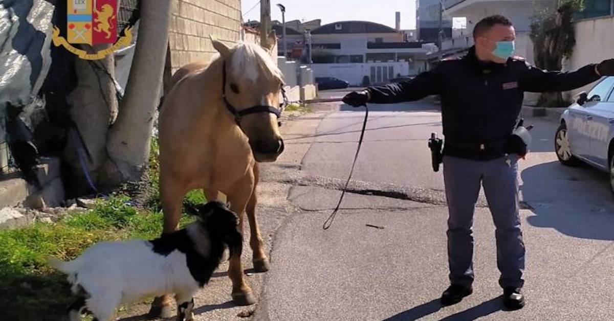 Passeggia con una capra e un cavallo, denunciato per aver violato il decreto sul coronavirus