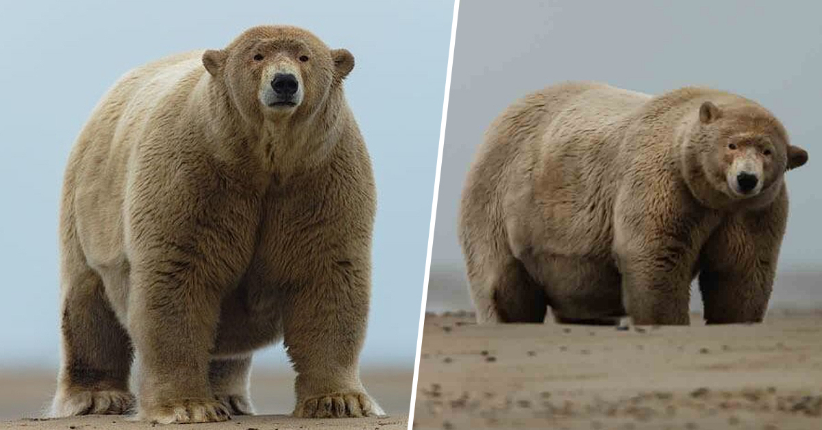 Fat Albert, l’orso polare troppo grasso che è diventato un vero e proprio mito