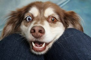 I cani possono rilevare il calore con un sensore a infrarossi nel naso