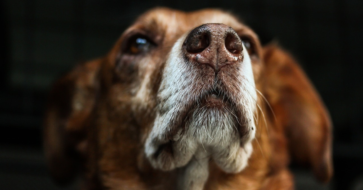 Nuovo studio: i cani rilevano il calore con un “sensore a infrarossi” nel naso