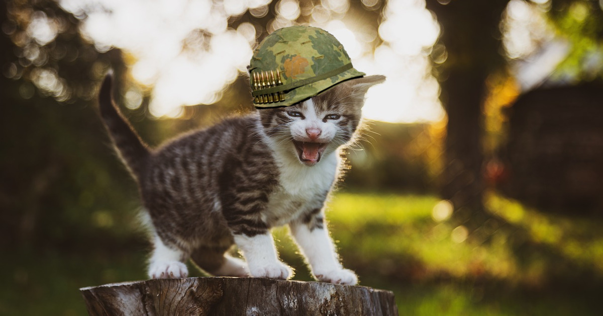 Foto di teneri gattini: il nuovo oggetto di studio dell’esercito americano