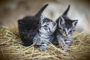 L'esercito americano sta studiando come sfruttare le foto di teneri gattini
