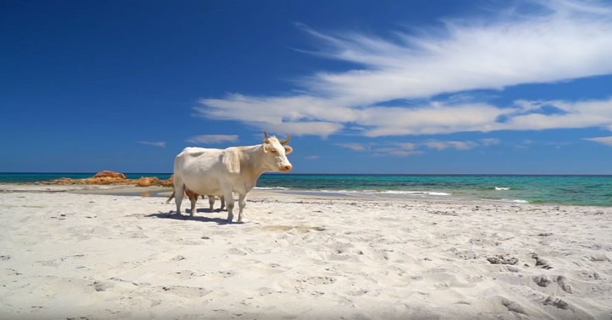 Le mucche che stanno approfittando della quarantena per prendere il sole in spiaggia