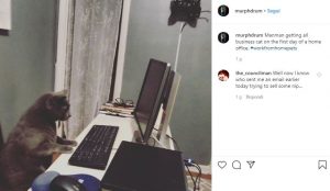Smart working in quarantena le foto delle interferenze degli amici a 4 zampe