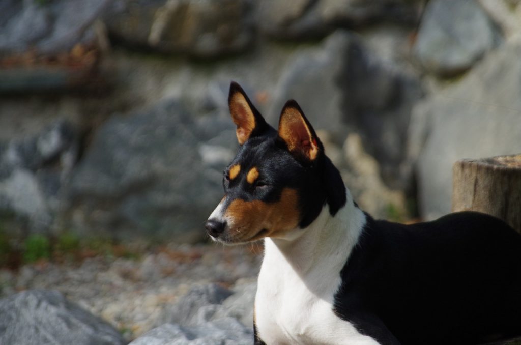 Il basenji non sa abbaiare