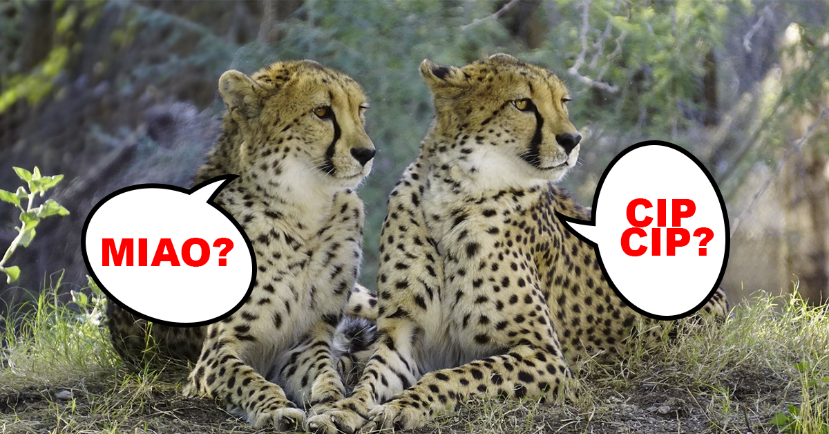 Lo sapevate che i ghepardi non sanno ruggire? Ecco però che suono emettono