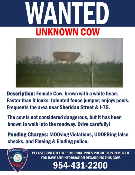 mucca