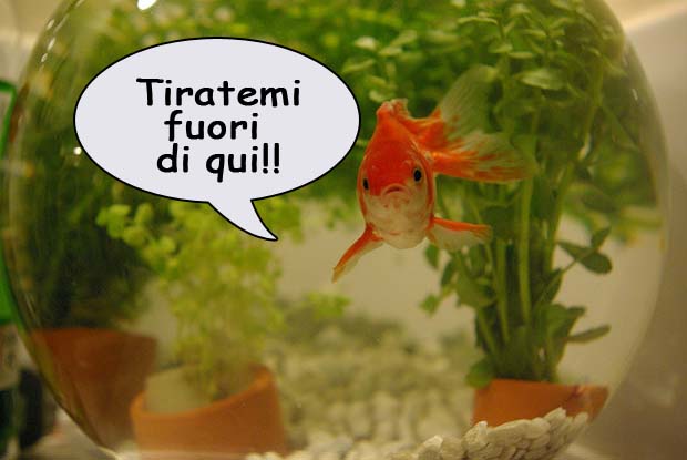 pesce