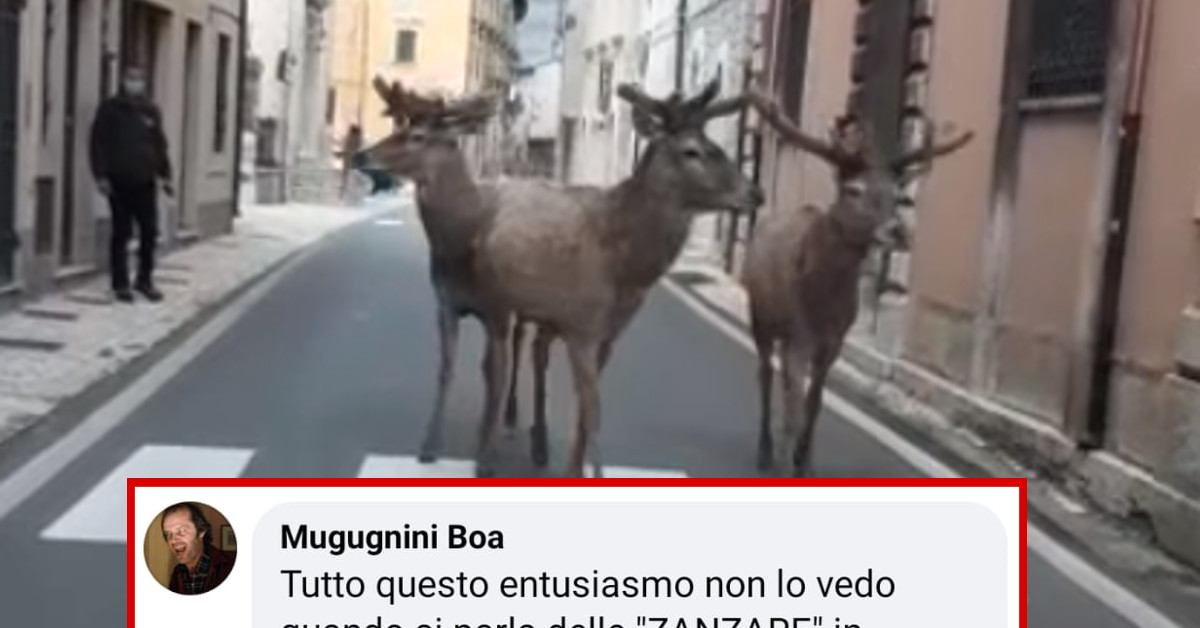 Abruzzo, cervi “conquistano” la strada approfittando dell’isolamento