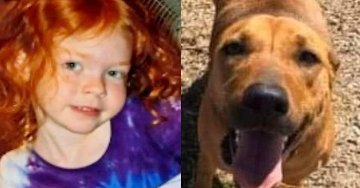 Bimba di 4 anni scompare in un bosco: torna illesa grazie al suo cane