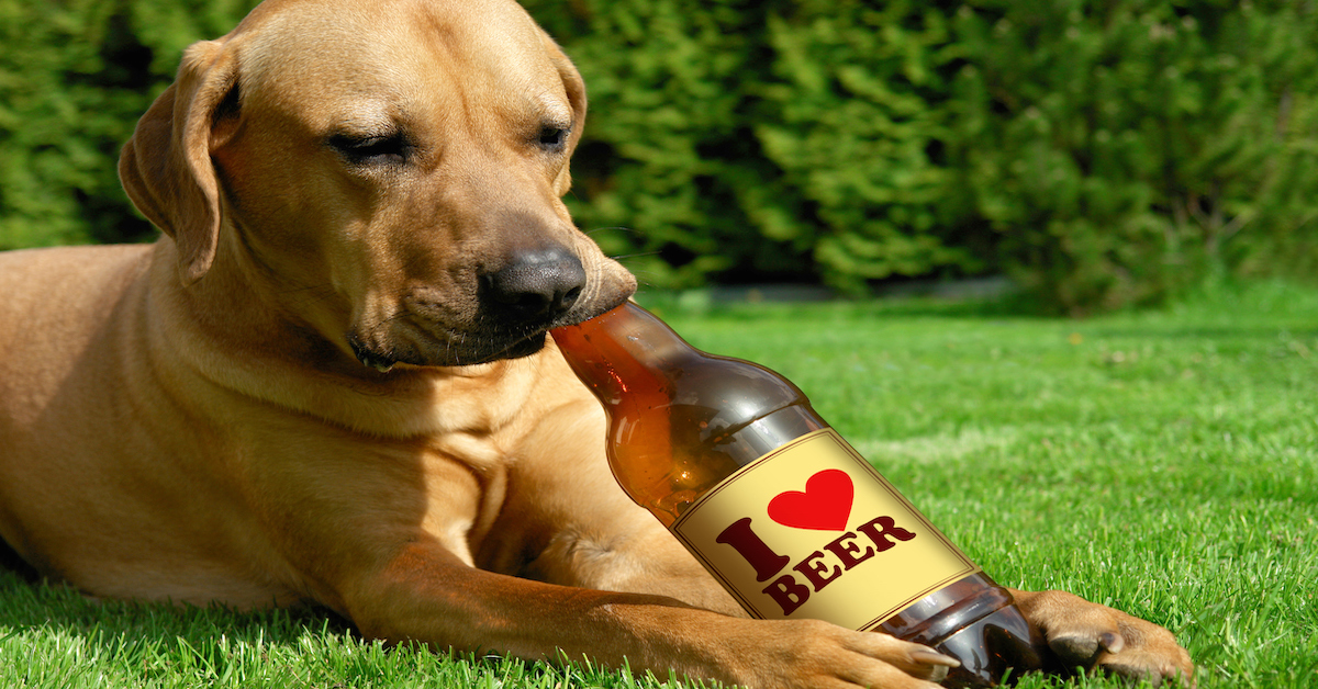 L’azienda che sta offrendo 3 mesi interi di birra gratis a chi adotterà un cane