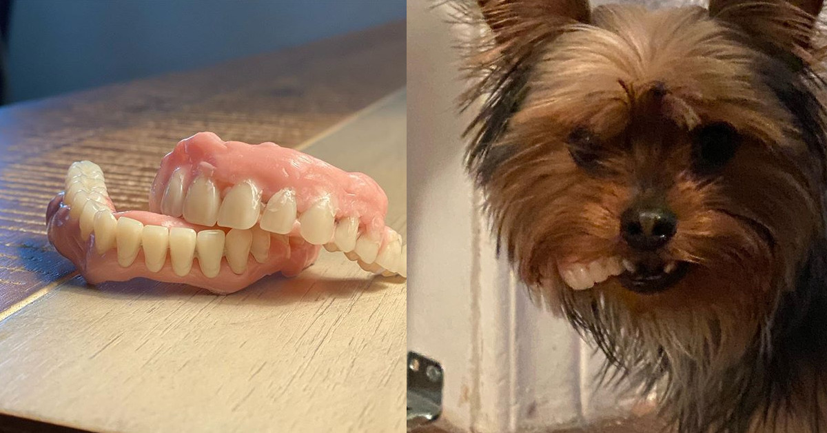 Cane ruba i denti finti del suo proprietario e diventa virale sui social network