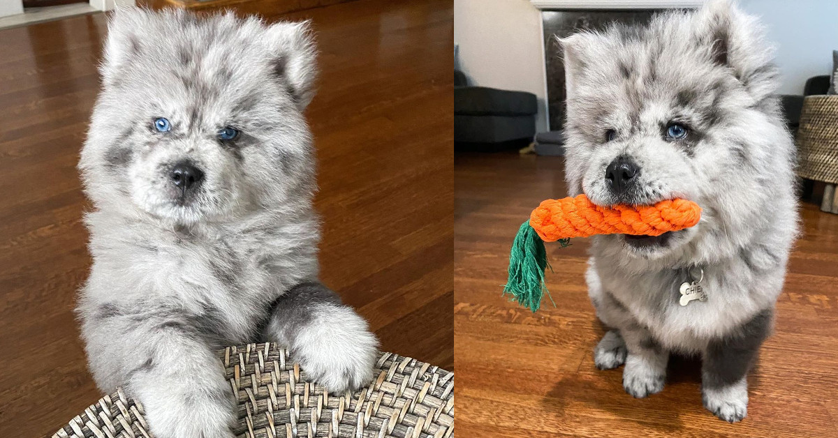 Chief, il morbido cucciolo di Chow Chow che ha conquistato Instagram