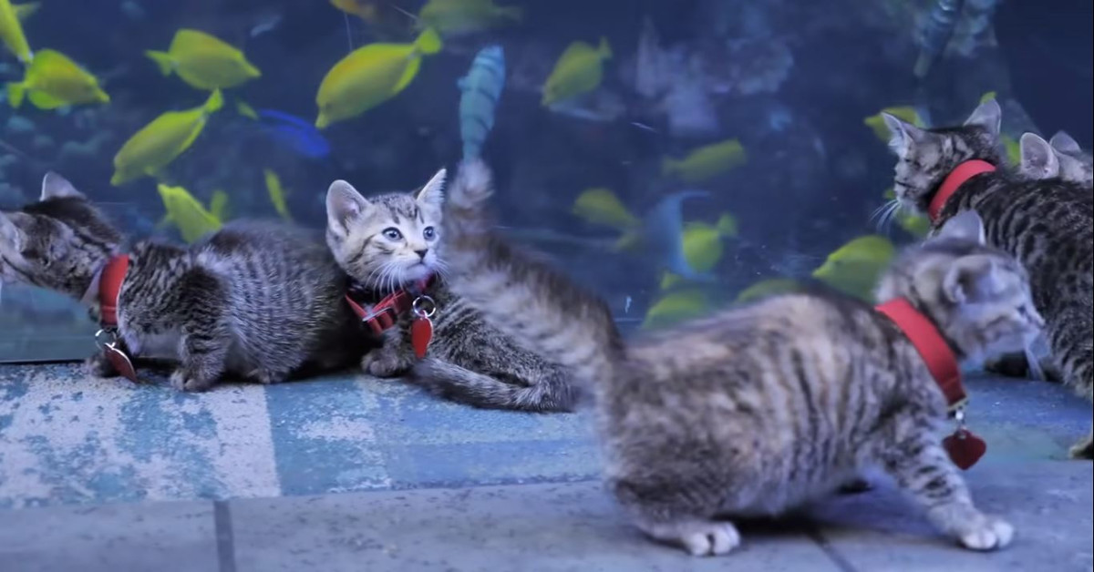 Approfittano della quarantena per portare i gattini “in gita” all’acquario