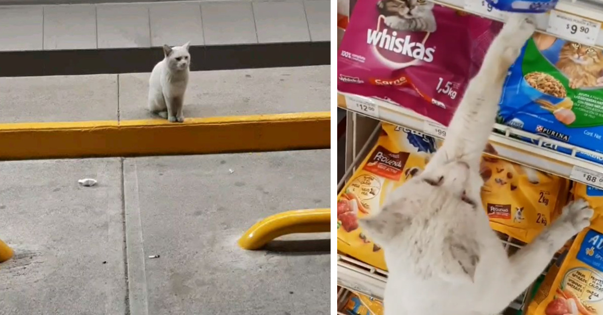 Gatto randagio segue una donna al supermercato per indicare ed elemosinare cibo
