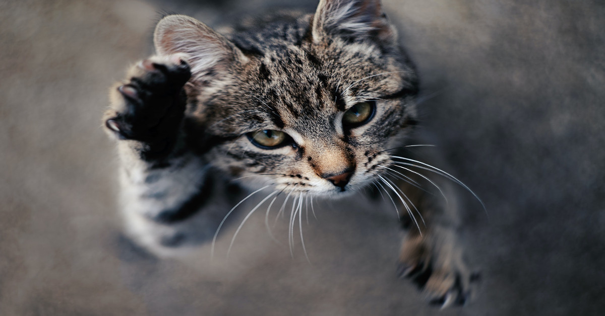 Nuovo studio: anche i gatti soffrono di ansia da separazione