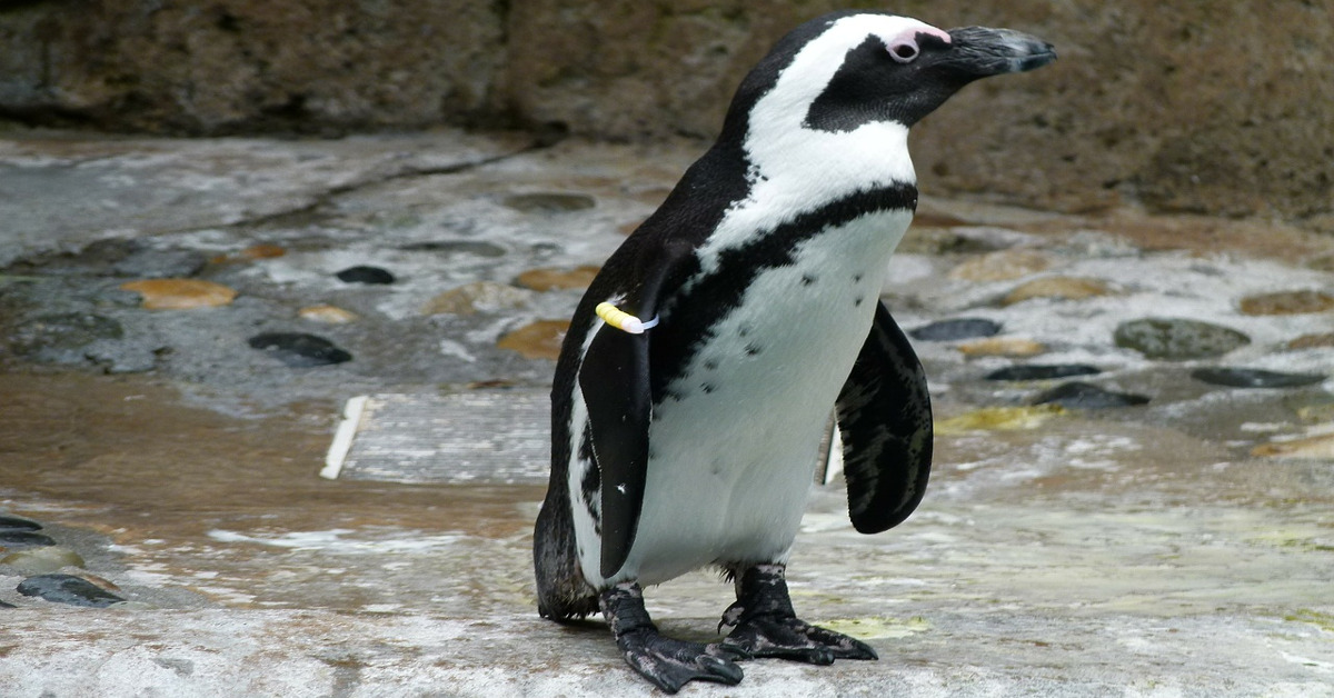 I pinguini adottano gli stessi schemi linguistici degli umani