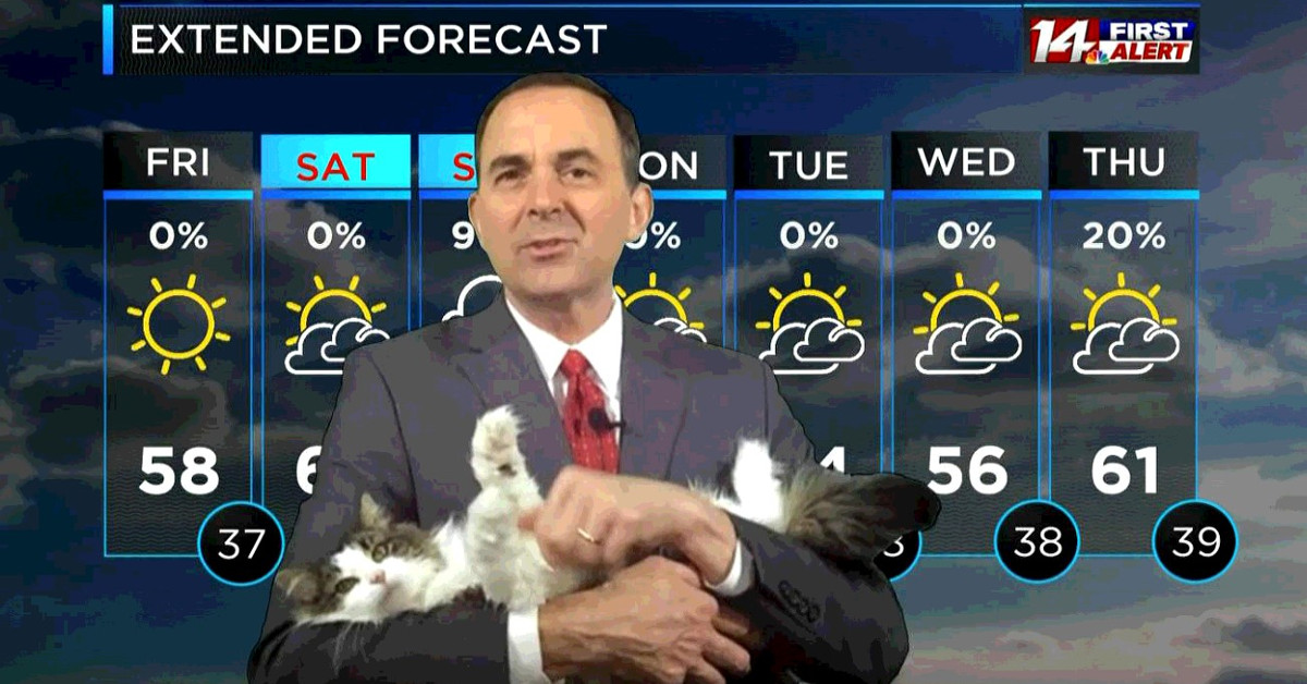 Presenta le previsioni meteo con la sua gatta: il video fa il giro del web
