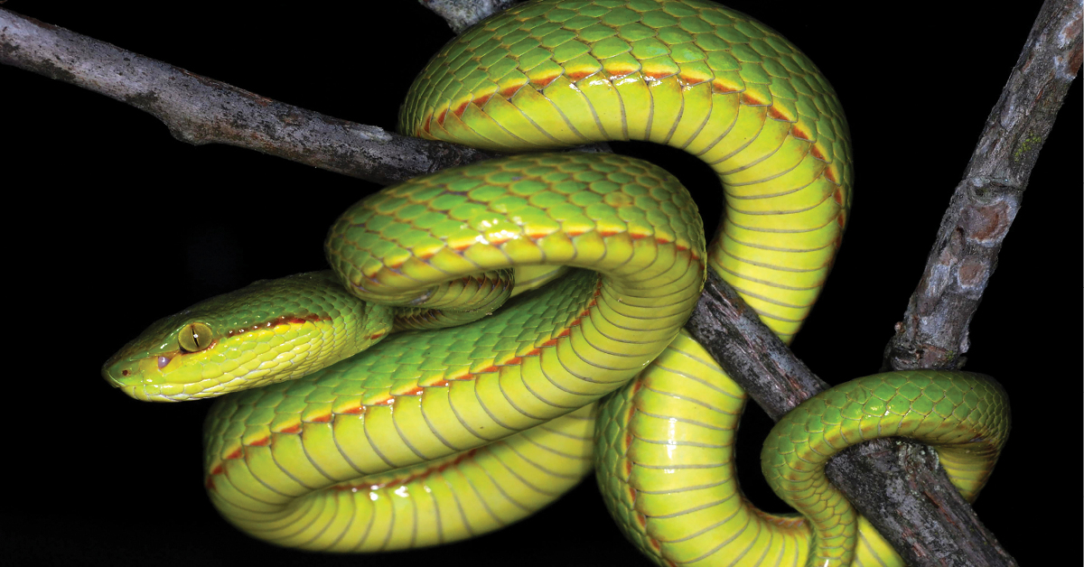 Scoperta nuova specie di serpente: Salazar Serpeverde