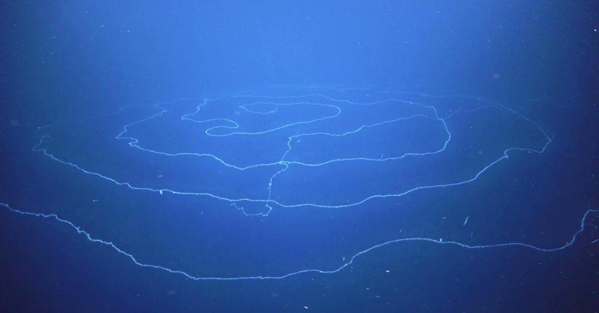 Australia, scoperto sifonoforo gigante: è lungo ben 46 metri